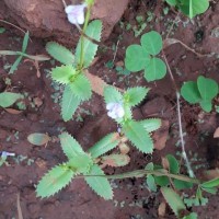 Bonnaya ciliata (Colsm.) Spreng.